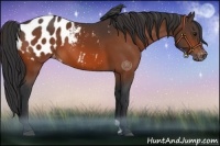 Horse Color:Bay Appaloosa 