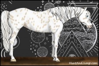 Horse Color:Cremello Appaloosa 