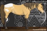 Horse Color:Buckskin Appaloosa 