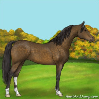Horse Color:Buckskin 