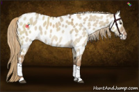 Horse Color:Red Dun Near Leopard 