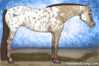 Horse Color:White Spotted Liver Red Dun Appaloosa
