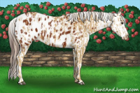 Horse Color:Palomino Appaloosa  and Gray Bay Appaloosa 
