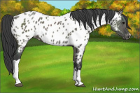 Horse Color:Grullo Appaloosa 