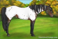 Horse Color:Brown Appaloosa 
