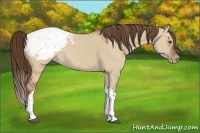 Horse Color:Bay Dun Appaloosa 