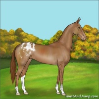 Horse Color:Chestnut Appaloosa 