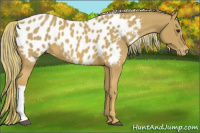Horse Color:Chestnut Mushroom Appaloosa