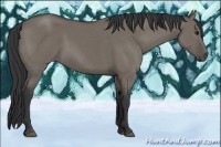 Horse Color:Grullo 