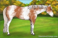 Horse Color:White Spotted Silver Bay 