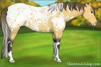 Horse Color:Unknown 