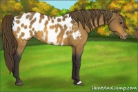Horse Color:Buckskin Near Leopard 