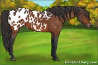 Horse Color:Bay Appaloosa 