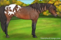 Horse Color:Bay Appaloosa 