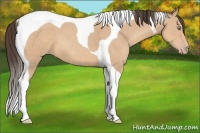Horse Color:Amber Champagne Tobiano