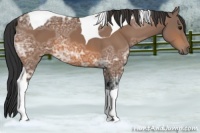 Horse Color:Bay Ice Tobiano