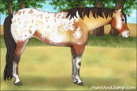 Horse Color:Bay Onyx Appaloosa 