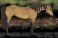 Horse Color:Buckskin 