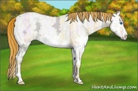 Horse Color:Red Dun Ice Splash 
