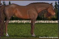 Horse Color:Liver Chestnut Sabino