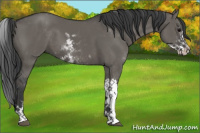 Horse Color:Grullo Sabino