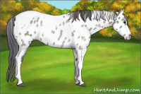 Horse Color:Nacre Black Ice Tobiano Appaloosa 