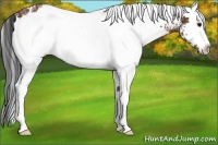 Horse Color:White Spotted Bay Ice