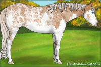 Horse Color:Silver Bay Ice Splash 