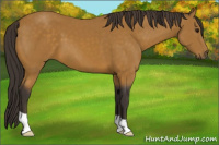 Horse Color:Buckskin 
