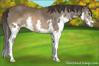 Horse Color:Buckskin Splash 