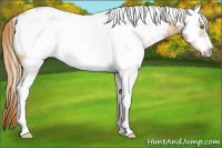 Horse Color:White Spotted Gold Champagne Frame 