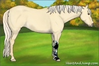Horse Color:Palomino Dun