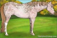 Horse Color:Chestnut Ice 