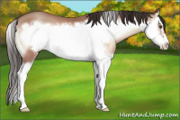 Horse Color:Amber Champagne Onyx Splash Frame 
