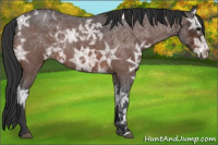 Horse Color:Bay Ice Roan 