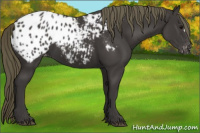 Horse Color:Smoky Black Appaloosa 