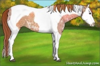 Horse Color:Chestnut Ice Splash Tobiano