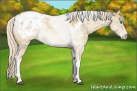 Horse Color:Palomino Ice Dun Tobiano Frame Appaloosa Rabicano 