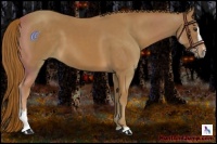 Horse Color:Chestnut Sabino