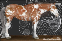 Horse Color:Bay Sabino Rabicano