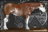 Horse Color:Gray Bay Sabino Rabicano 