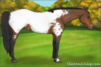 Horse Color:Bay Snowcap 