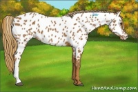 Horse Color:Chestnut Appaloosa 