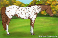 Horse Color:Chestnut Appaloosa