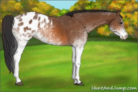 Horse Color:White Spotted Bay Appaloosa