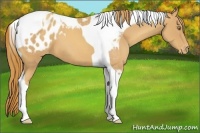 Horse Color:Gold Champagne Tobiano Appaloosa 