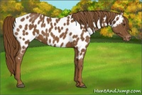 Horse Color:Chestnut Appaloosa