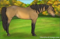 Horse Color:Buckskin 