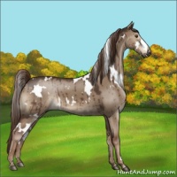 Horse Color:White Spotted Liver Red Dun 