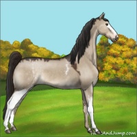Horse Color:White Spotted Liver Red Dun 